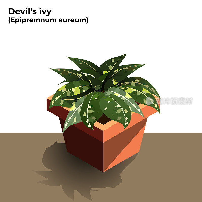 魔鬼的艾薇插图。Epipremnum aureum。空气净化工厂插图在白色的背景。向量股票插图